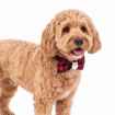 Picture of XMAS CANINE BOWTIE PATTERNED RED – One Size