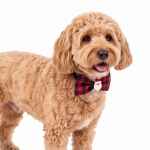 Picture of XMAS CANINE BOWTIE PATTERNED RED – One Size
