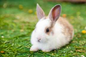 Picture for category Exotic