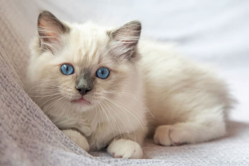 Picture for category Feline