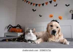 Picture for category Halloween ITEMS ARE FINAL SALE