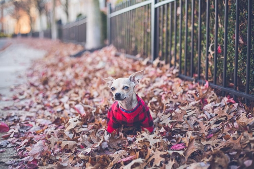 Get ahead of the fall shedding season