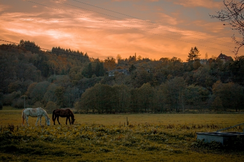 Get Ahead of Fall Pasture Risks