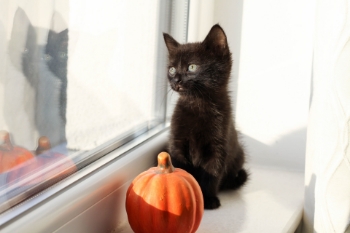 Show products from collection Paw-some Halloween Costumes