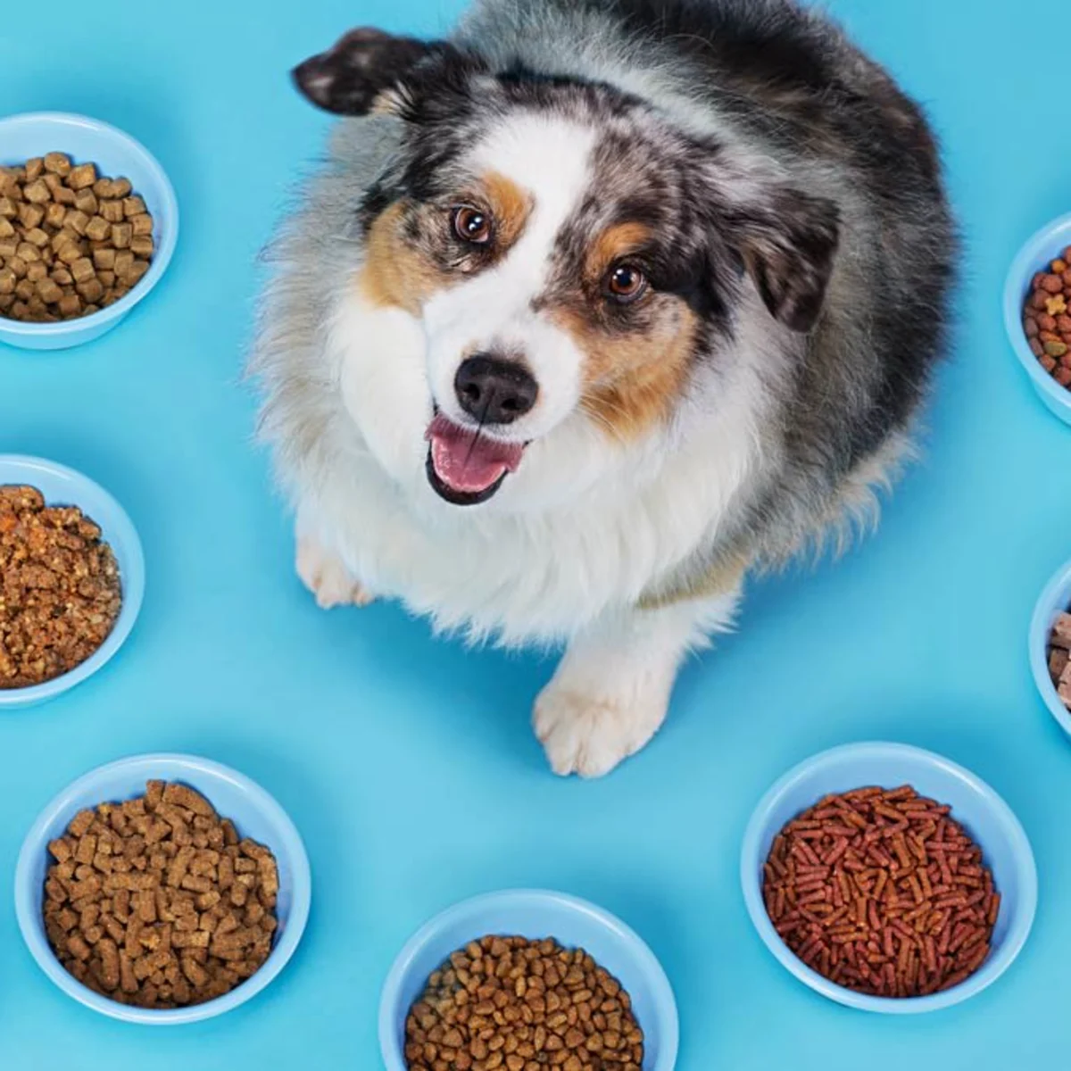 Picture for category Dog Food
