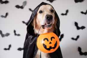 Picture for category Halloween 
