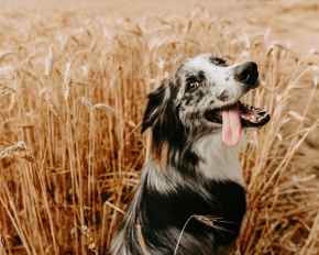 Picture for category Dog Supplies