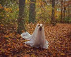 Picture for category Halloween 