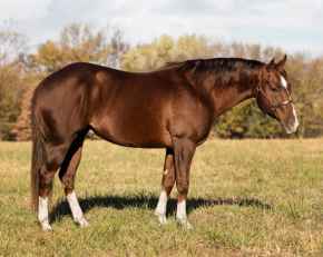 Picture for category Horse Supplies