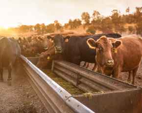 Picture for category Cattle Products