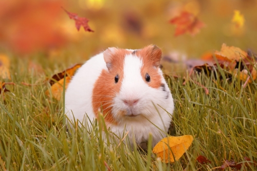 Get ahead of the fall dehydration in your Small Pets