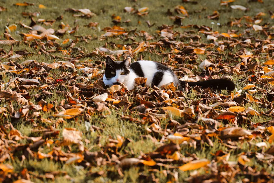 Get ahead of your cat's fall appetite surge