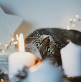 Show products from collection Pet Friendly Candles