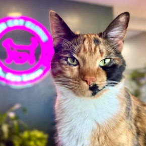 Picture for category Feline