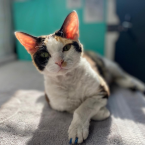 Picture for category Pet Supplies