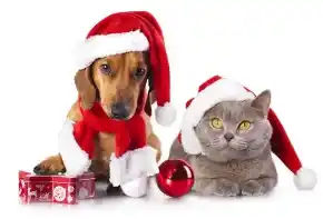 Picture for category Seasonal Products - Christmas