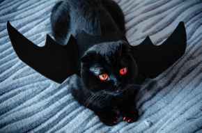 Picture for category Halloween
