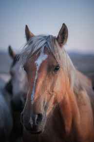 Picture for category Horses