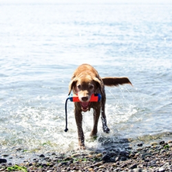 Picture of CHUCKIT AMPHIBIOUS BUMPER Floating Dog Toy - Medium Assorted Colours